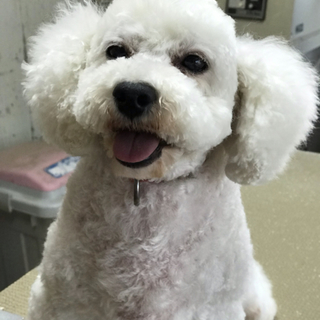 トイプードル　6才の女の子です。