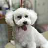 トイプードル　6才の女の子です。 サムネイル5