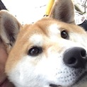 柴犬オス1歳半。健康ですが躾の要あり