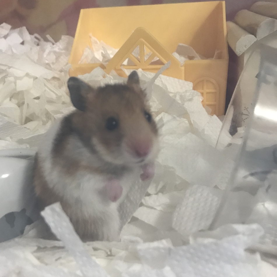ポルテのカバー写真