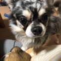 チワワ6歳甘えん坊の番犬！