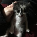 群馬県 三毛猫 ちゃん
