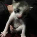 群馬県 三毛猫ちゃん