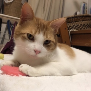 人懐っこいかわいい子です