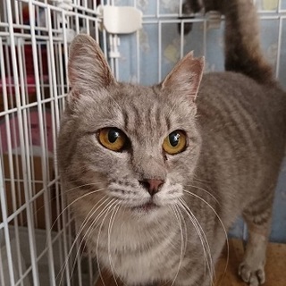 飼い主さんが亡くなりお家が壊されました