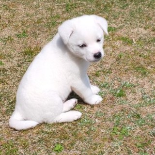 イケメンさぶ君