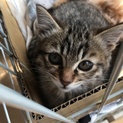 小顔な美猫ちゃん「しま」
