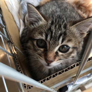 小顔な美猫ちゃん「しま」