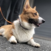 シオン