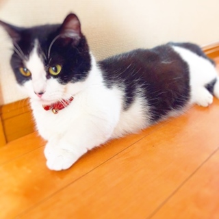 短足マンチカン