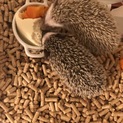 ハリネズミ のメス、譲ります