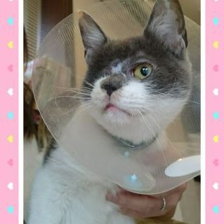 綺麗なグレー色のクロムくん　犬のように人懐こい