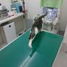 綺麗なグレー色のクロムくん　犬のように人懐こい サムネイル2