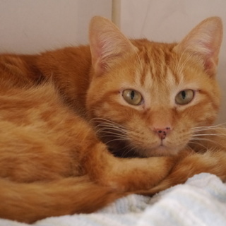 クルクルうずまき模様の茶色の男の子