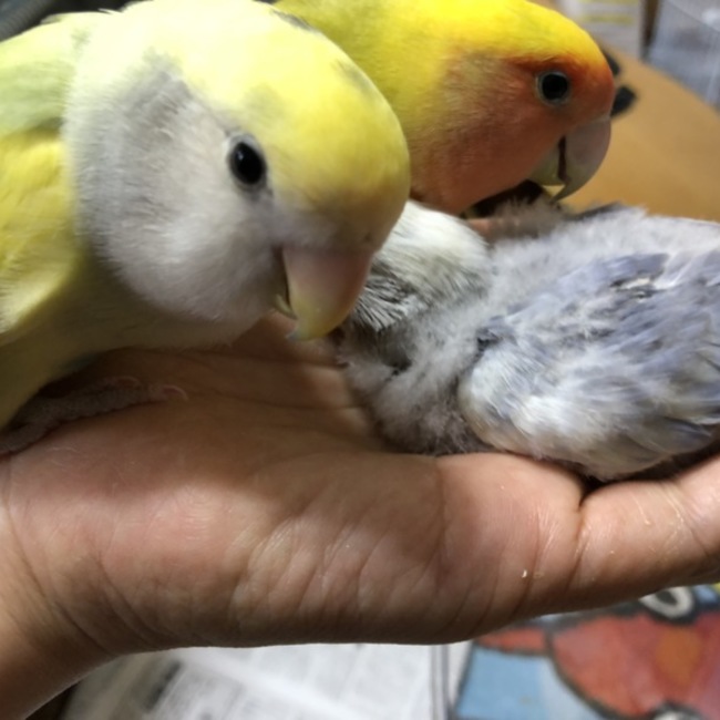 小出教代のカバー写真