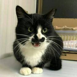 ★★　つくばにて、猫譲渡会　★★