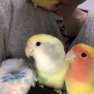 仲良し夫婦です。懐いてますが2匹でいつもいます。