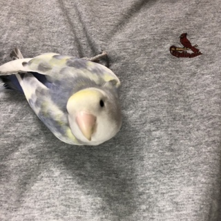 コザクラインコです。今年の1月に産まれてました。