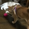 柴犬２匹＆ニャンコ１匹