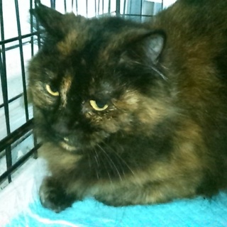 長毛のさび柄　モコニャン