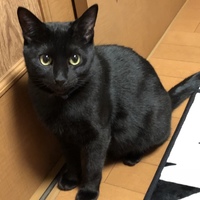 ペガ