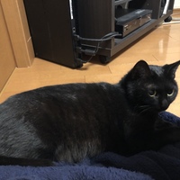 ウル
