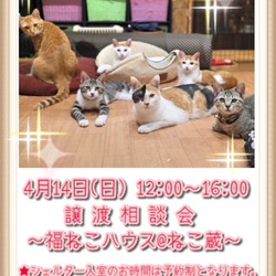 譲渡相談会〜福ねこハウス@ねこ蔵〜
