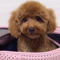 多頭飼い不可能 プードルの女の子