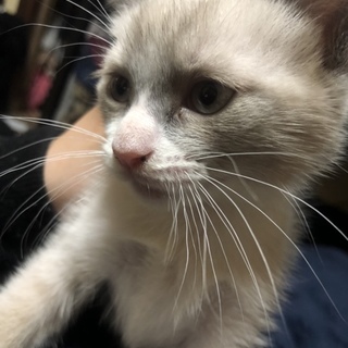 ２ヶ月の子です！