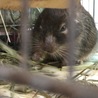 こむぎです～よろしくです！