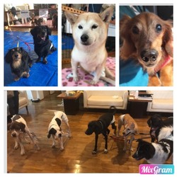 わんわん譲渡会★in岐阜市 サムネイル2