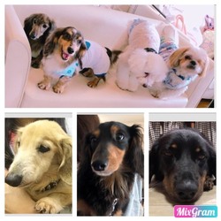 わんわん譲渡会★in岐阜市 サムネイル3