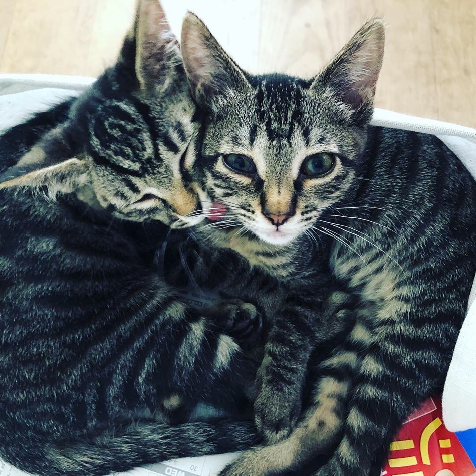 メローネのカバー写真