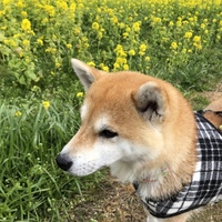 もも