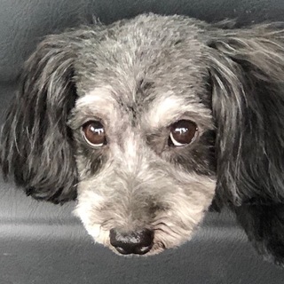 トイプードルとマルチーズのミックス メス