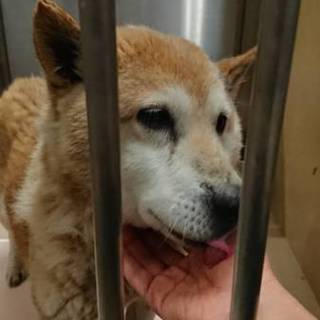 【保健所収容】高齢者可・単身者可　柴風オス