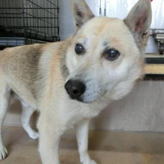 【保健所収容】高齢者可・単身者可　雑種オス