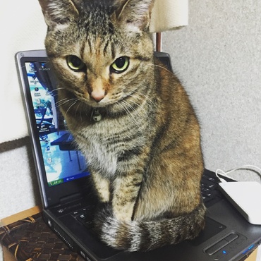 パソコンの上あったかいの
