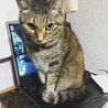 パソコンの上あったかいの