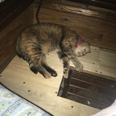 こたつの主
