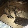 こたつの主