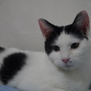 白黒ぶち模様　優しい性格の男の子