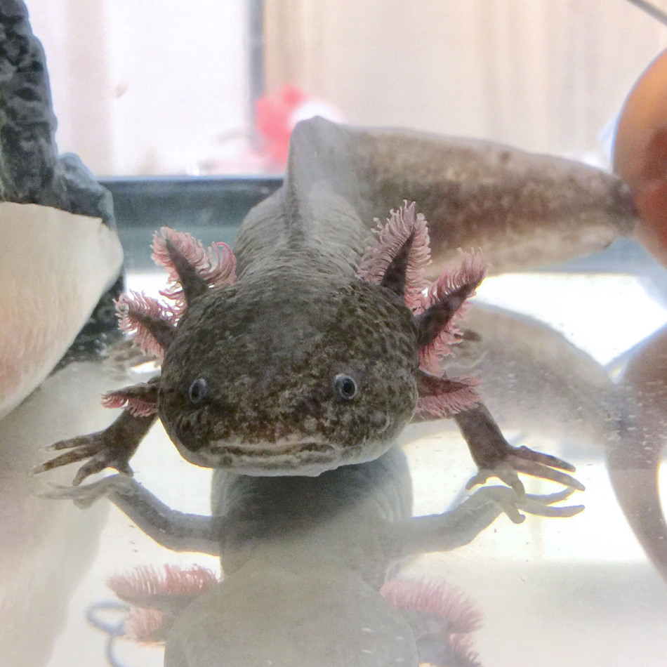 シマホ 両生類 ペットのおうち 月間利用者150万人