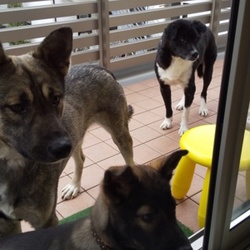 野犬、それぞれの過去について