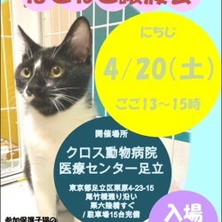 【参加猫動画有り】動物病院でのほごねこ譲渡会 サムネイル1