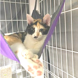 【参加猫動画有り】動物病院でのほごねこ譲渡会 サムネイル2