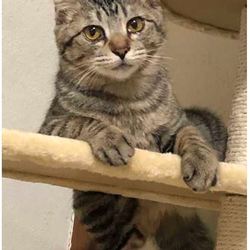 【参加猫動画有り】動物病院でのほごねこ譲渡会 サムネイル3