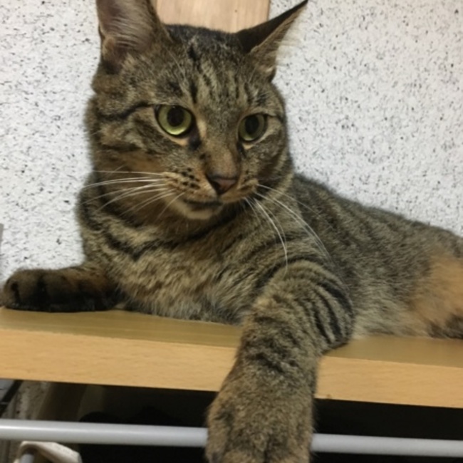 tera3204のカバー写真