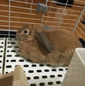 里親募集中 ロップイヤー♀