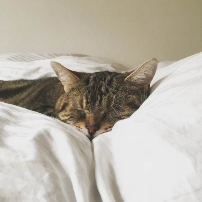 あるとのははのカバー写真